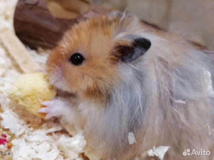 Сирийский хомяк вязка