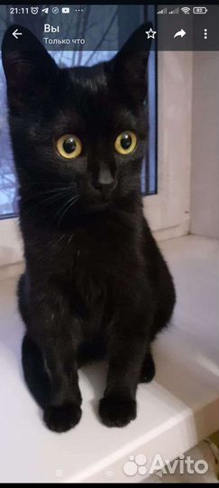 Стерилизованная молоденькая кошечка