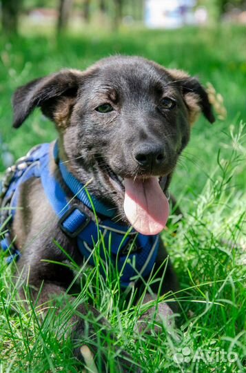 Собака Редис