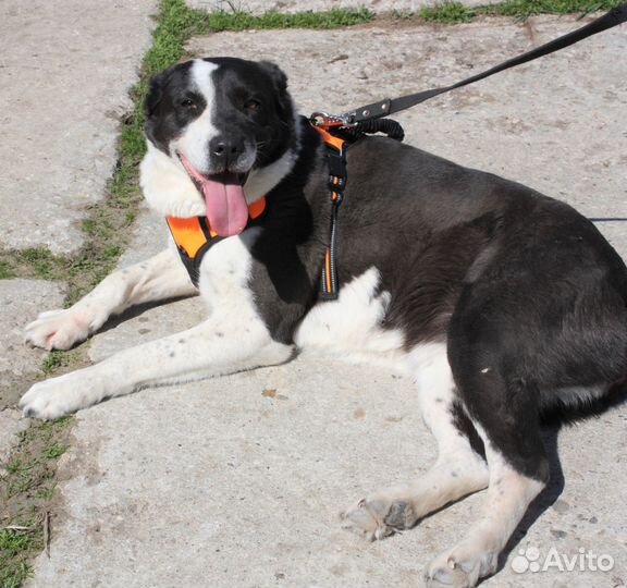 Берта ищет дом