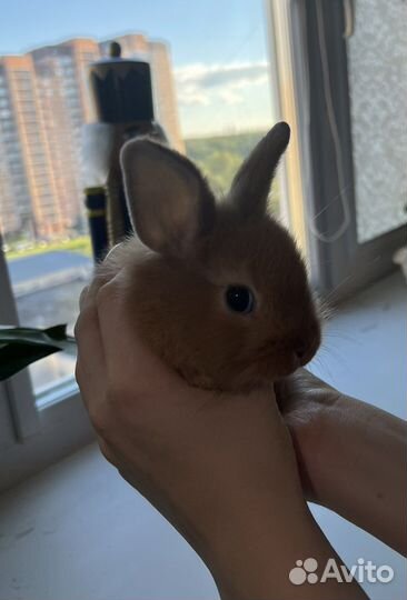 Карликовый кролик