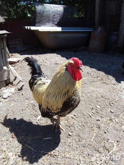 Куры петухи
