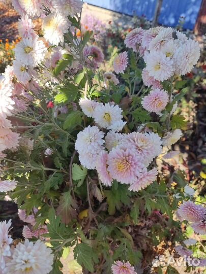 Дубки цветы