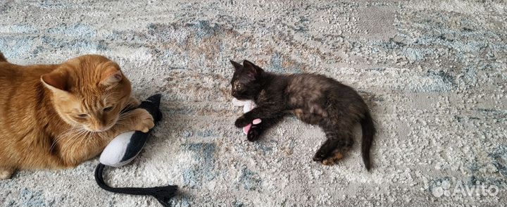 Котенок девочка в добрые руки