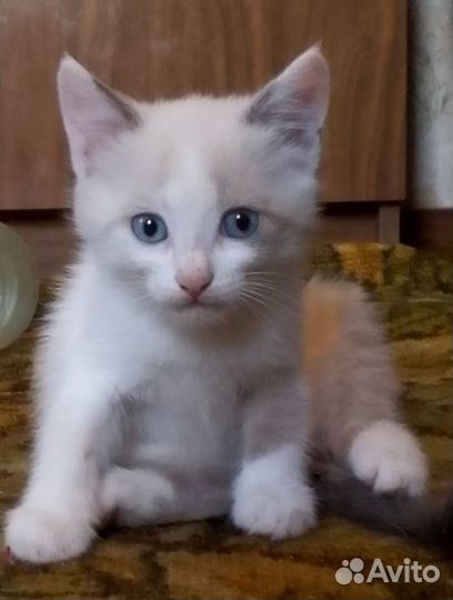 Бесплатно в добрые руки