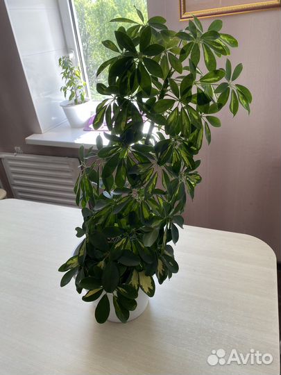 Комнатные цветы шефлера