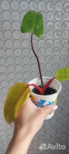 Филодендрон медуза