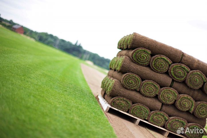 Газонная трава в рулонах от производителя