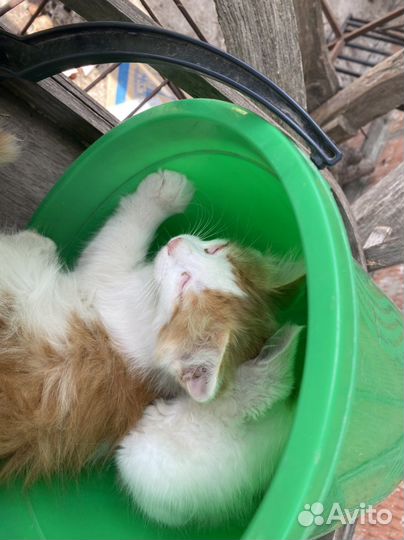 Котёнок