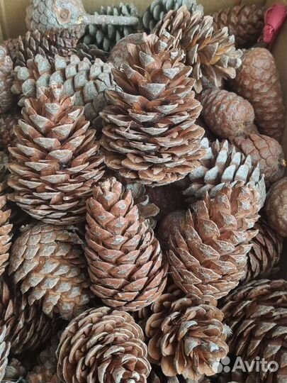 Шишки пицундской сосны