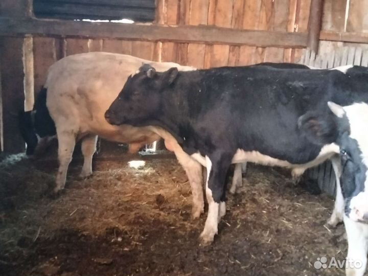 Лошади, крс, перевоз скота