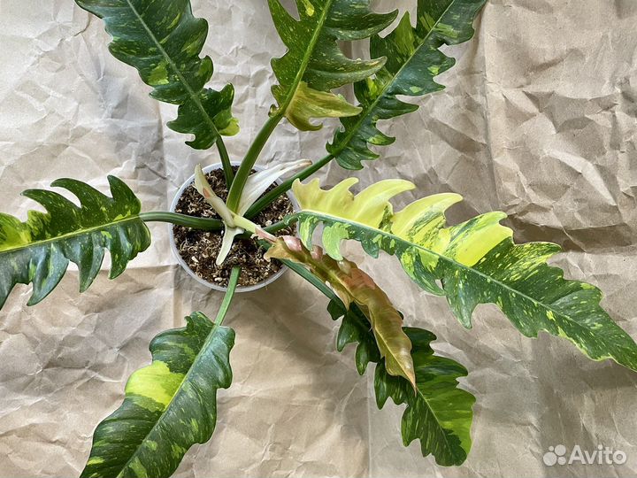 Филодендрон Ринг оф файер