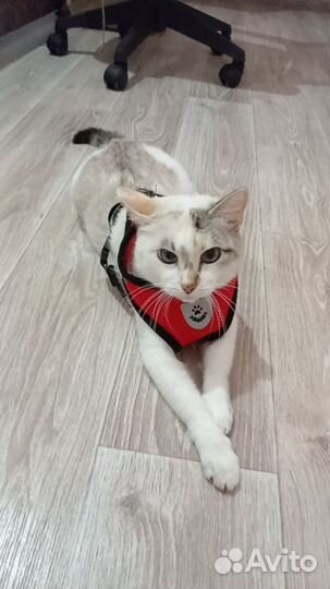 Шлейка для собак и кошек