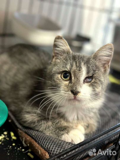 Особый котенок в добрые руки, стерилизованна