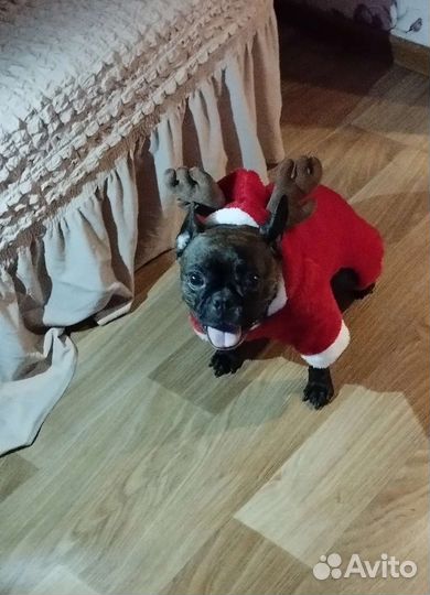 Одежда для маленьких собак