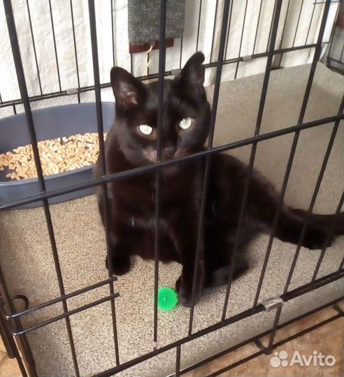 Чёрная кошка в самые добрые руки