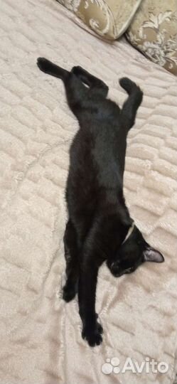 Найден кот с двумя ошейниками