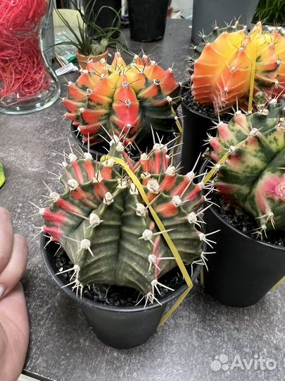 Гимнокалициум вариегатный