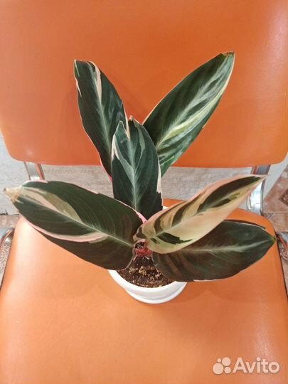 Маранта триколор