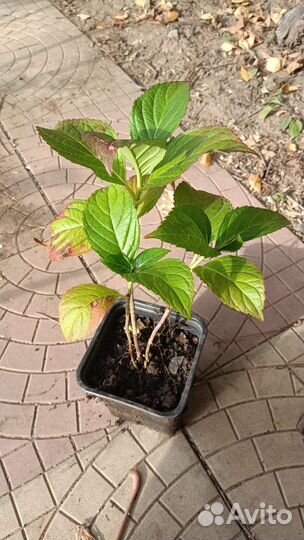 Гортензия крупнолистная