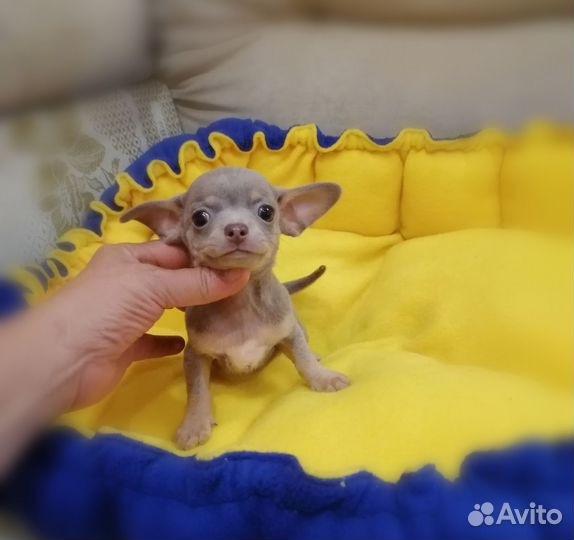 Щенки чихуахуа