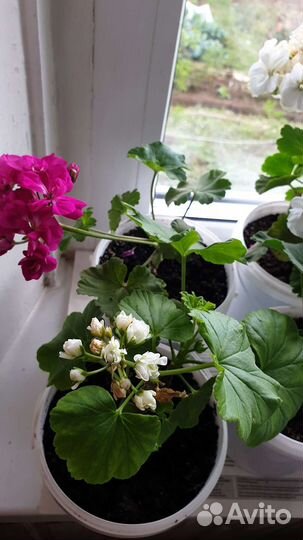 Пеларгония герань сортовая