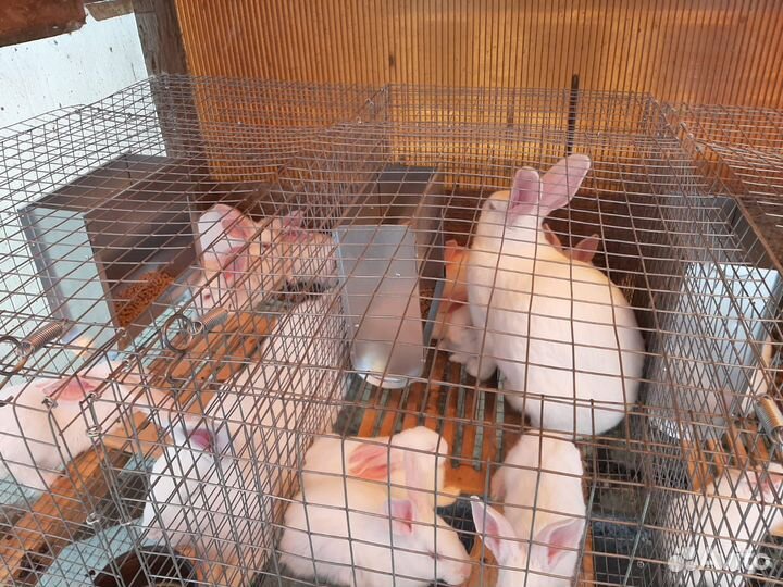 Кролики на племя: Белый паннон и др.есть 