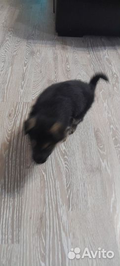 Немецкая овчарка