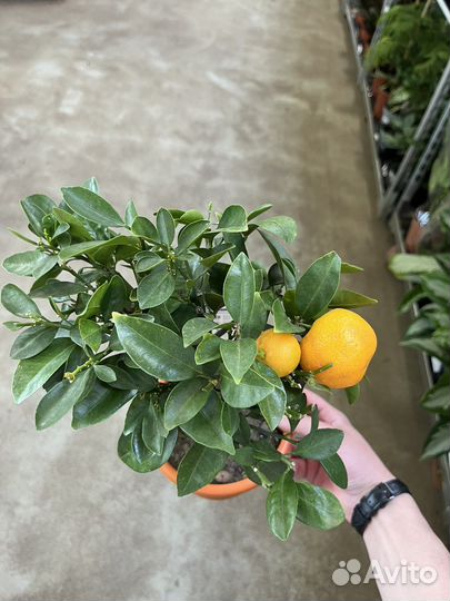 Цитрофортунелла Каламондин Цитрус