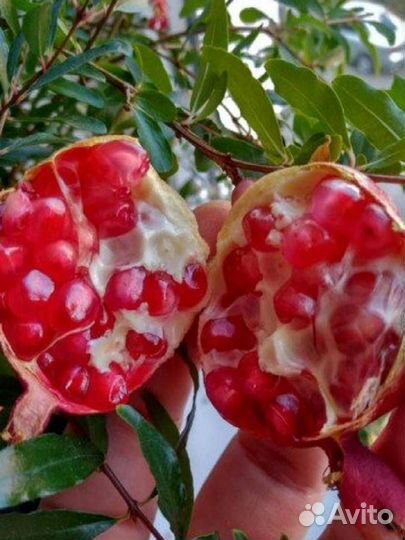 Гранат, диффенбахии,маранта,бегония