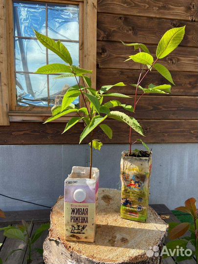 Маньчжурский орех