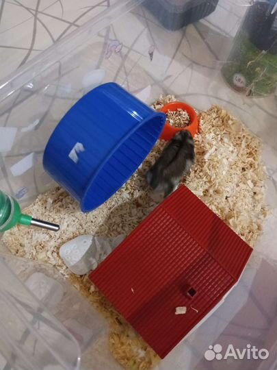 Клетка- (контейнер) для хомяка