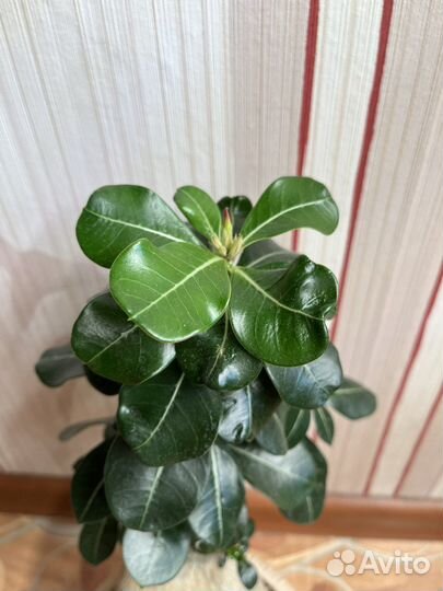 Адениумы толстячки
