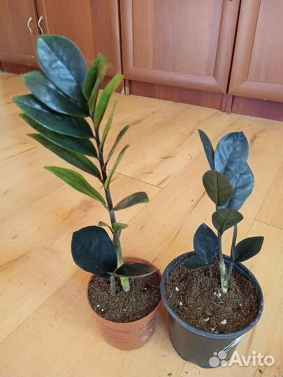 Замиокулькас Чёрный,Зелёный Долларовое дерево