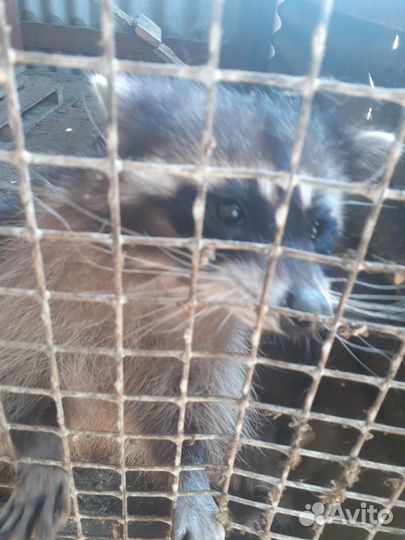 Вольерные еноты