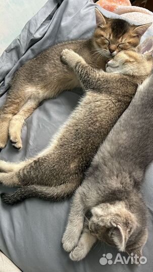 Котята британские