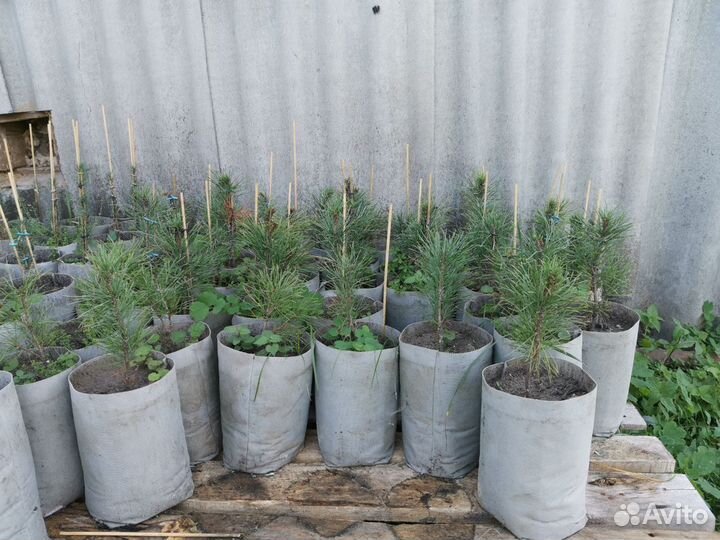 Кедр Сибирский саженцы