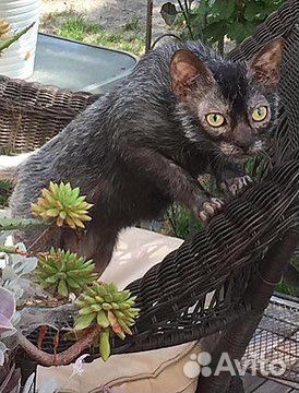 Помощь в выборе котенка любой породы и уход за ним