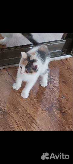 Кошка в дар