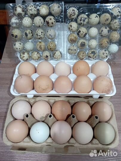 Яйца перепелиные, куриные от домашней птицы