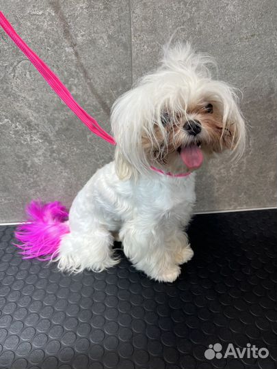 Грумер для кошек и собак