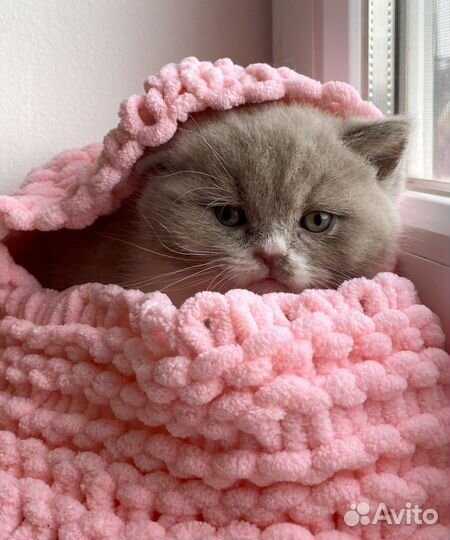 Британские породистые котята