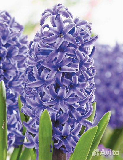 Луковицы гиацинтов