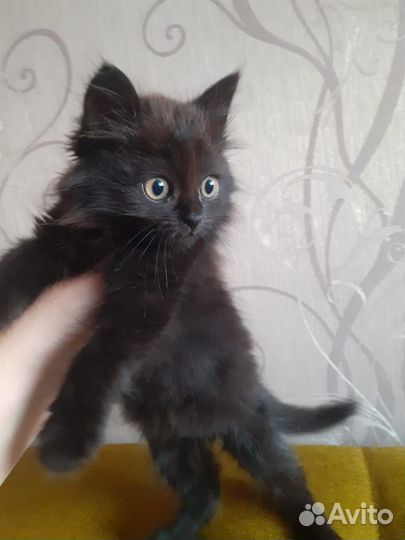 Кошечки добрые руки