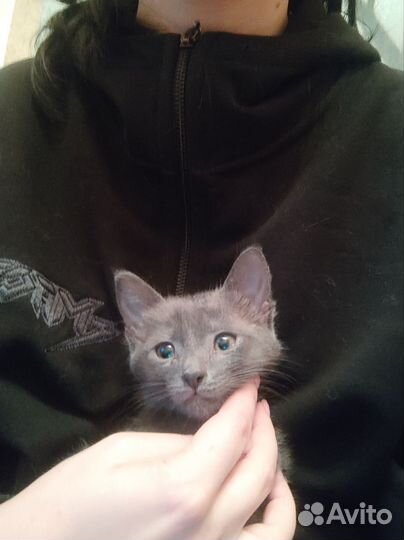 Котенок серый дымчатый в добрые руки
