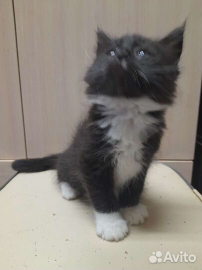 Котята мейн-кун