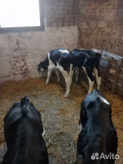 Телята бычки