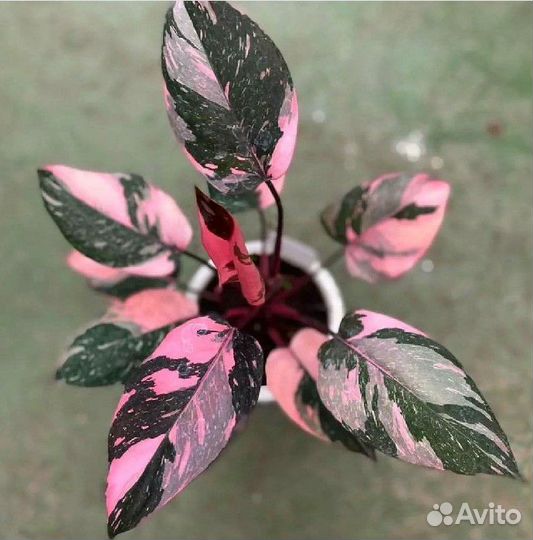 Филодендрон Pink Princess Galaxy Marble