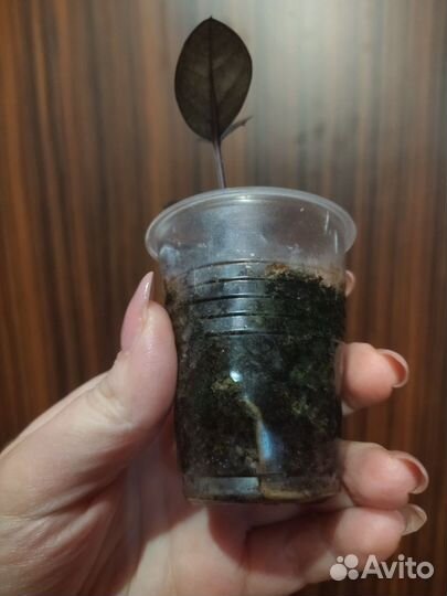 Замикулькас Черный равен