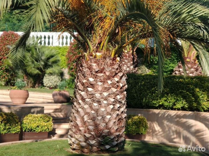 Автополив, монтаж автополива, ремонт автополива, о